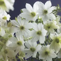 Clematis forsteri 'Early Sensation' (Bosrank) klimplant - afbeelding 4