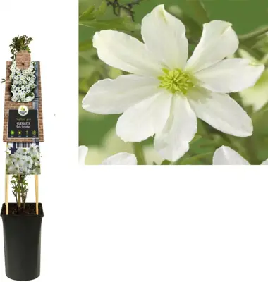 Clematis forsteri 'Early Sensation' (Bosrank) klimplant 75cm - afbeelding 1