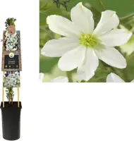Clematis forsteri 'Early Sensation' (Bosrank) klimplant 75cm - afbeelding 1