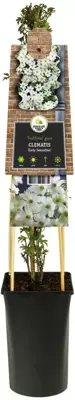 Clematis forsteri 'Early Sensation' (Bosrank) klimplant 75cm - afbeelding 2