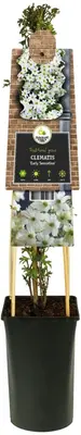Clematis forsteri 'Early Sensation' (Bosrank) klimplant - afbeelding 2