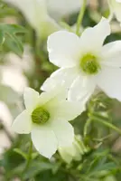 Clematis forsteri 'Joe' (Bosrank) klimplant - afbeelding 4