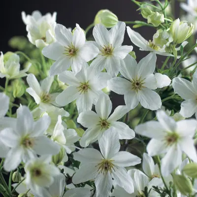 Clematis forsteri 'Joe' (Bosrank) klimplant - afbeelding 3