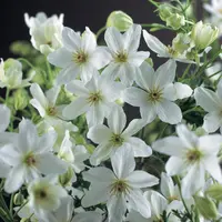 Clematis forsteri 'Joe' (Bosrank) klimplant - afbeelding 3