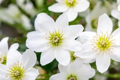 Clematis forsteri 'Joe' (Bosrank) klimplant 75cm - afbeelding 9