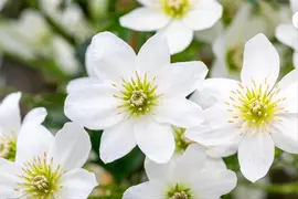 Clematis forsteri 'Joe' (Bosrank) klimplant 75cm - afbeelding 9