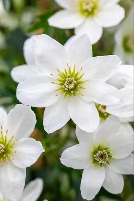 Clematis forsteri 'Joe' (Bosrank) klimplant 75cm - afbeelding 10