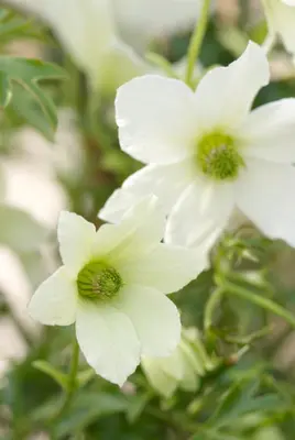 Clematis forsteri 'Joe' (Bosrank) klimplant 75cm - afbeelding 4