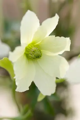 Clematis forsteri 'Joe' (Bosrank) klimplant 75cm - afbeelding 5