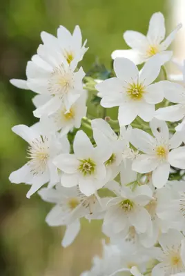 Clematis forsteri 'Joe' (Bosrank) klimplant 75cm - afbeelding 6
