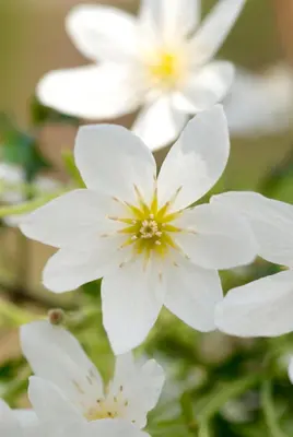 Clematis forsteri 'Joe' (Bosrank) klimplant 75cm - afbeelding 7