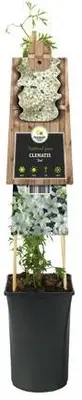 Clematis forsteri 'Joe' (Bosrank) klimplant 75cm - afbeelding 2