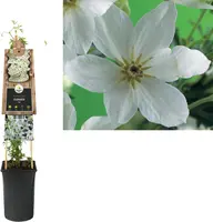Clematis forsteri 'Joe' (Bosrank) klimplant 75cm - afbeelding 1