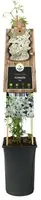 Clematis forsteri 'Joe' (Bosrank) klimplant - afbeelding 2