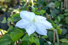 Clematis 'Gladys Picard' (Bosrank 'Gladys Picard') - afbeelding 1