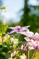 Clematis 'Hagley Hybrid' (Bosrank 'Hagley Hybrid') - afbeelding 7