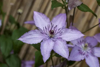 Clematis 'Hagley Hybrid' (Bosrank 'Hagley Hybrid') - afbeelding 1