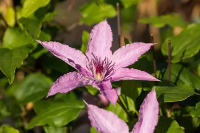 Clematis 'Hagley Hybrid' (Bosrank 'Hagley Hybrid') - afbeelding 3