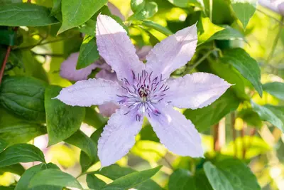 Clematis 'Hagley Hybrid' (Bosrank 'Hagley Hybrid') - afbeelding 6
