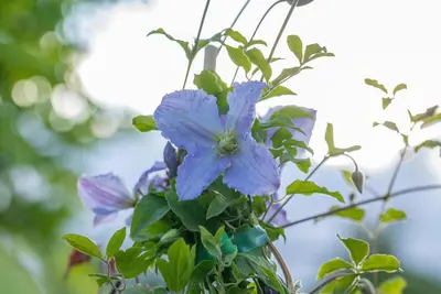 Clematis 'Hagley Hybrid' (Bosrank 'Hagley Hybrid') - afbeelding 8