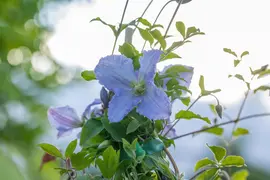 Clematis 'Hagley Hybrid' (Bosrank 'Hagley Hybrid') - afbeelding 8