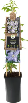 Clematis jackmanii 'Blue Angel' (Bosrank) klimplant - afbeelding 2