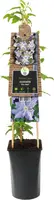 Clematis jackmanii 'Blue Angel' (Bosrank) klimplant - afbeelding 2