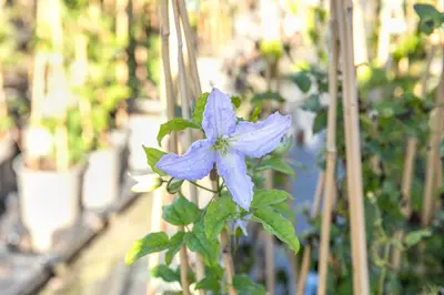 Clematis jackmanii 'Blue Angel' (Bosrank) klimplant - afbeelding 8