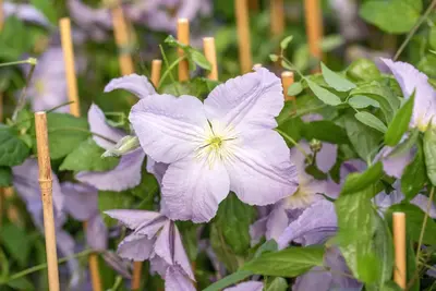 Clematis jackmanii 'Blue Angel' (Bosrank) klimplant - afbeelding 10