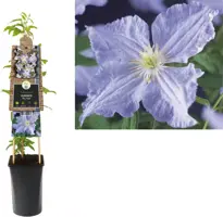 Clematis jackmanii 'Blue Angel' (Bosrank) klimplant 75cm - afbeelding 1