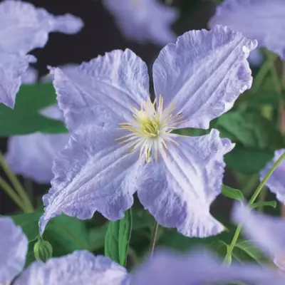 Clematis jackmanii 'Blue Angel' (Bosrank) klimplant 75cm - afbeelding 3