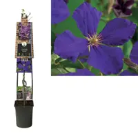 Clematis 'Jackmanii' (Bosrank) klimplant 115cm - afbeelding 1