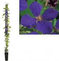 Clematis 'Jackmanii' (Bosrank) klimplant 210cm - afbeelding 1