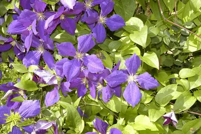 Clematis 'Jackmanii' (Bosrank) klimplant - afbeelding 5
