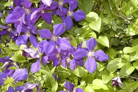 Clematis 'Jackmanii' (Bosrank) klimplant - afbeelding 5