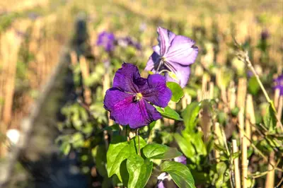 Clematis 'Jackmanii' (Bosrank) klimplant - afbeelding 7