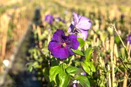 Clematis 'Jackmanii' (Bosrank) klimplant - afbeelding 7