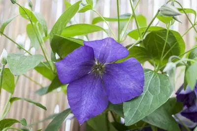 Clematis 'Jackmanii' (Bosrank) klimplant - afbeelding 4