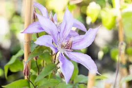 Clematis 'Jackmanii' (Bosrank) klimplant - afbeelding 6