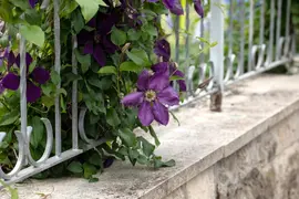 Clematis 'Jackmanii' (Bosrank) klimplant - afbeelding 8