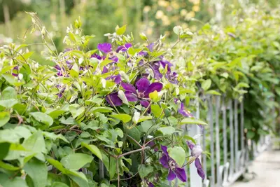 Clematis 'Jackmanii' (Bosrank) klimplant - afbeelding 9
