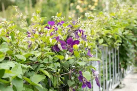 Clematis 'Jackmanii' (Bosrank) klimplant - afbeelding 9