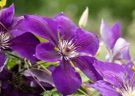 Clematis 'Jackmanii' (Bosrank) klimplant - afbeelding 10