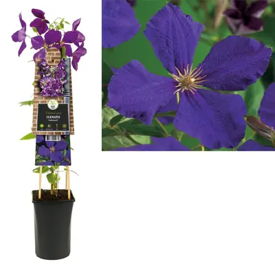 Clematis 'Jackmanii' (Bosrank) klimplant - afbeelding 1
