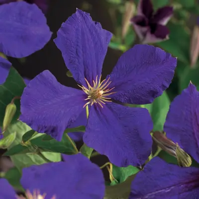 Clematis 'Jackmanii' (Bosrank) klimplant - afbeelding 3