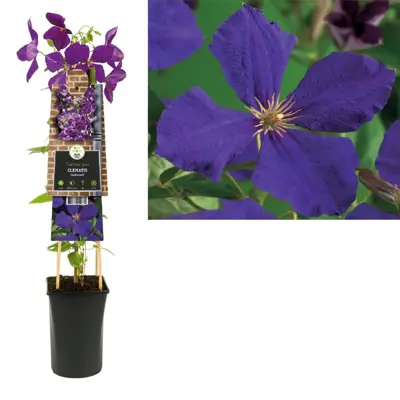 Clematis 'Jackmanii' (Bosrank) klimplant 75cm - afbeelding 1