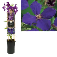 Clematis 'Jackmanii' (Bosrank) klimplant 75cm - afbeelding 1