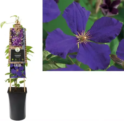 Clematis 'Jackmanii' (Bosrank) klimplant 75cm - afbeelding 2