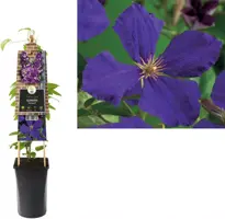 Clematis 'Jackmanii' (Bosrank) klimplant 75cm - afbeelding 2