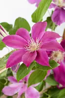 Clematis jackmanii 'Comtesse de Bouchaud' (Bosrank) klimplant - afbeelding 4
